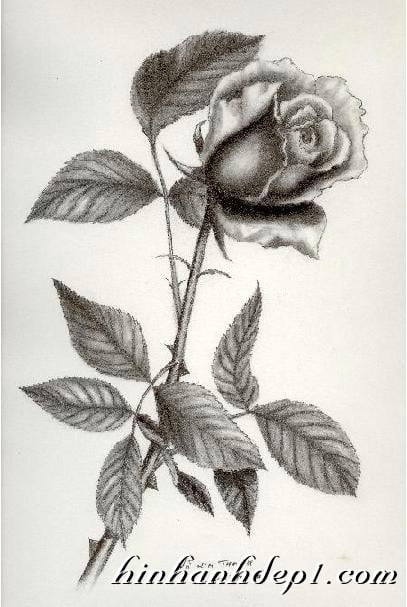 Ảnh hoa hồng vẽ bằng bút chì