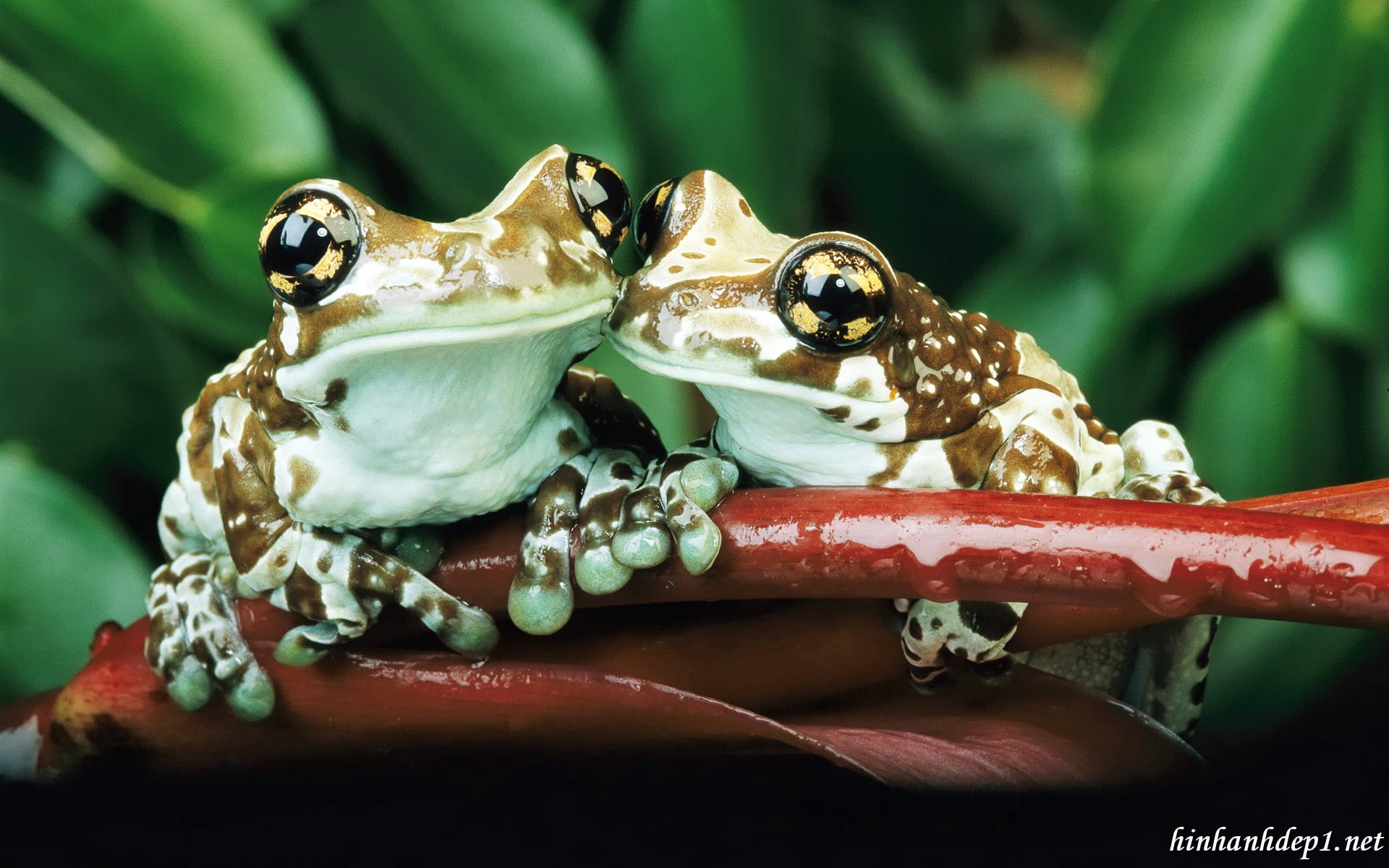 Two Amazonian milk frogs (Phrynohyas resinifictrix)