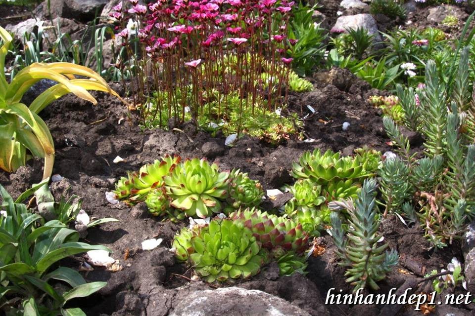 Đắm chìm vào ảnh nền thiên nhiên,động vật sinh động