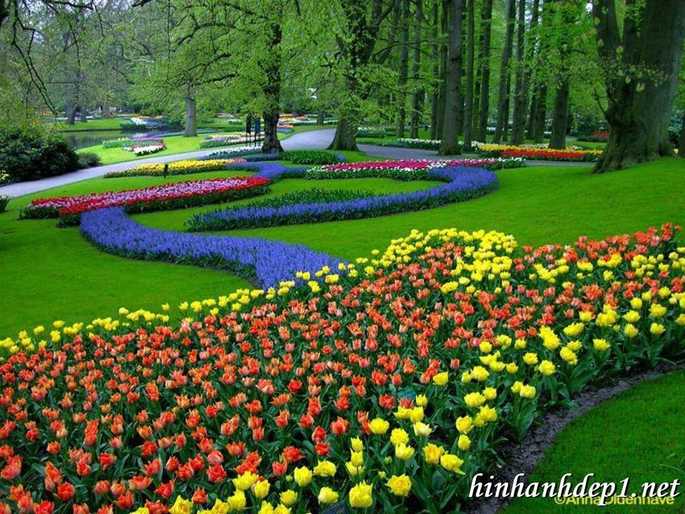 Đắm chìm vào ảnh nền thiên nhiên,động vật sinh động