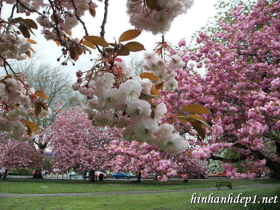 Đắm chìm vào ảnh nền thiên nhiên,động vật sinh động