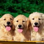Hình ảnh những chú chó dễ thương đáng yêu
