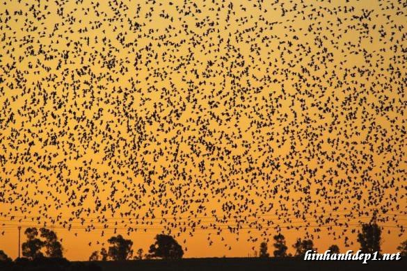 anh-nhung-khoanh-khac-dep-ky-vi-ve-dan-chim-khong-lo (11)