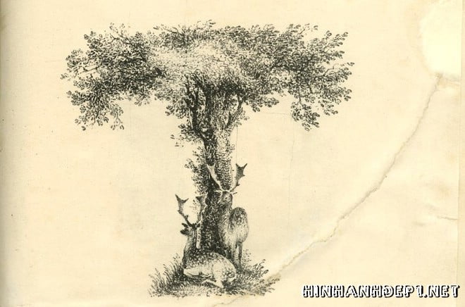 Ảnh nền bảng chữ cái đẹp được tạo từ thiên nhiên (19)