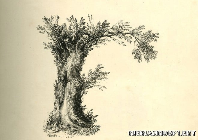 Ảnh nền bảng chữ cái đẹp được tạo từ thiên nhiên (5)