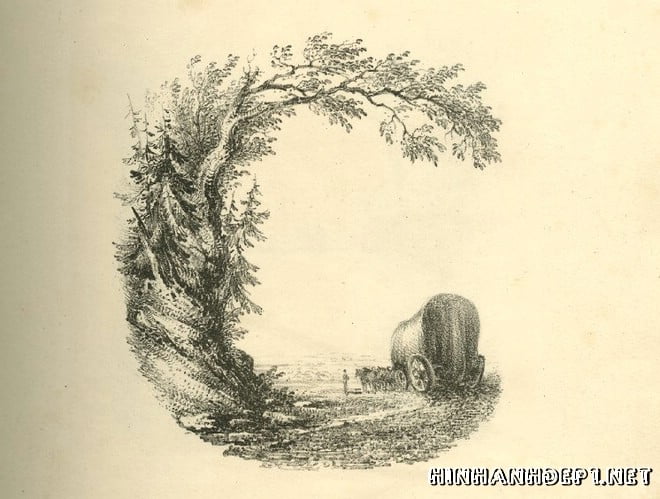 Ảnh nền bảng chữ cái đẹp được tạo từ thiên nhiên (6)