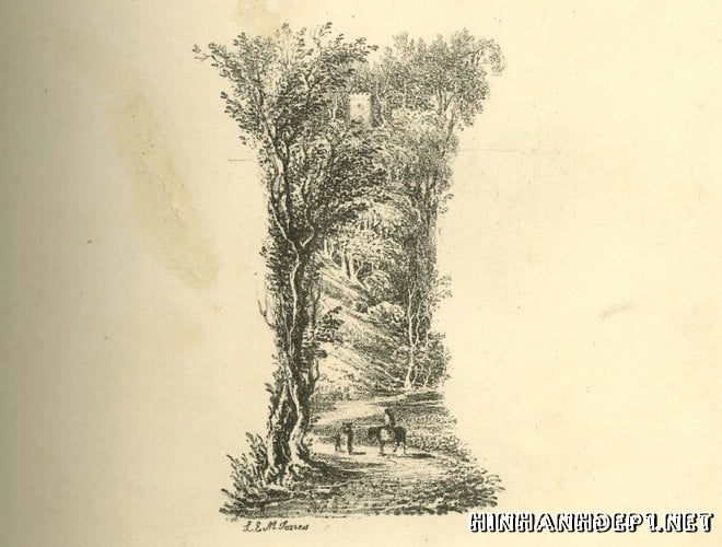 Ảnh nền bảng chữ cái đẹp được tạo từ thiên nhiên (8)