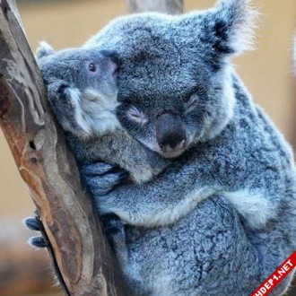 Hình ảnh đẹp về tình yêu thương của các loài động vật