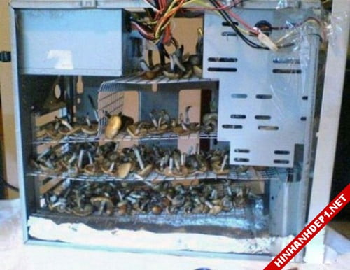 anh-hai-huoc-xoay-quanh-nhung-chiec-may-tinh (4)