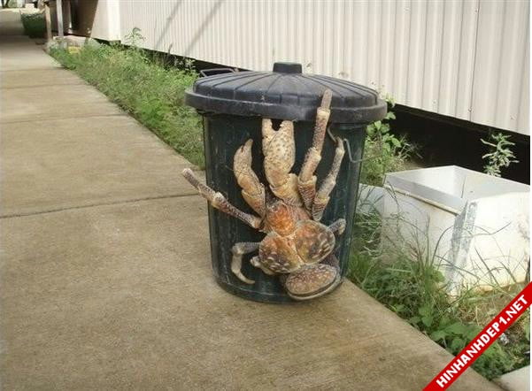 anh-nhung-loai-dong-vat-dot-bien-khong-lo (10)