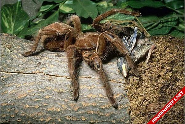 anh-nhung-loai-dong-vat-dot-bien-khong-lo (5)