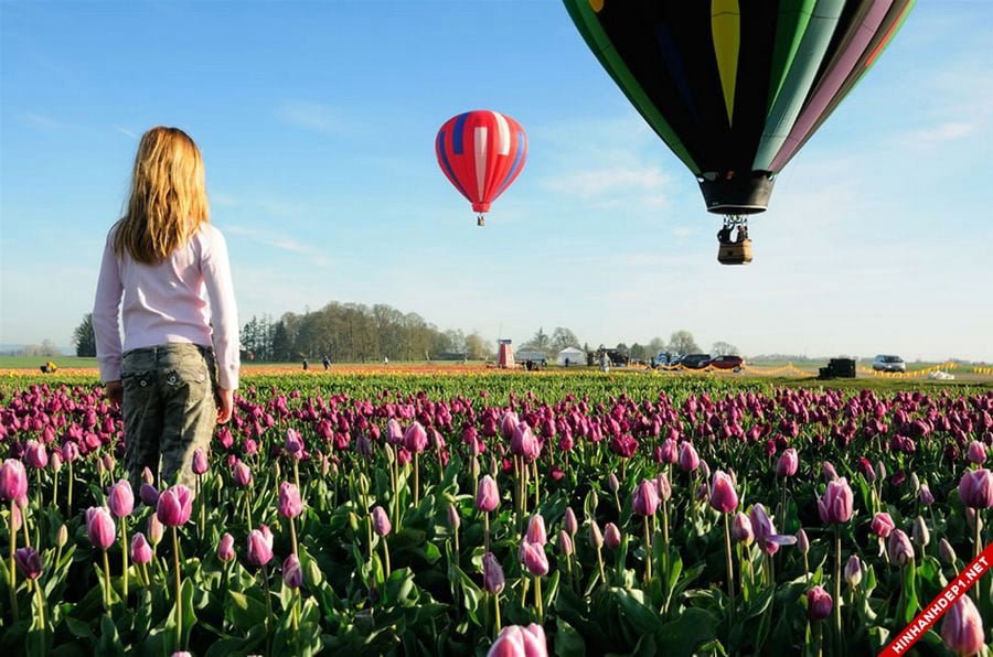 hinh-nen-hoa-tulip-full-hd-cuc-dep-cho-may-tinh