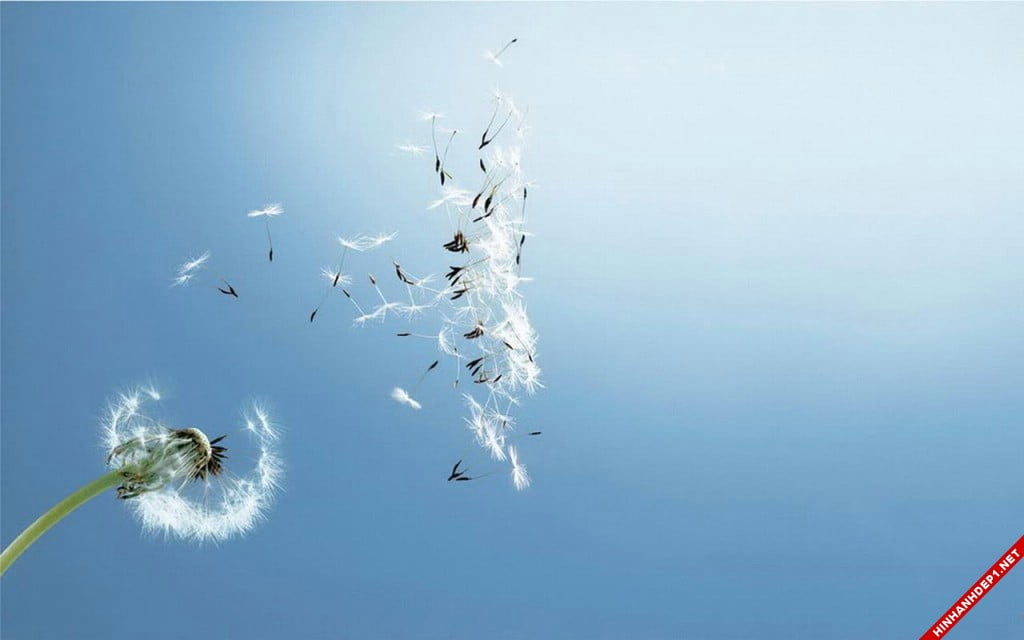 bo-hinh-nen-hoa-bo-cong-anh-dep-nhat (11)