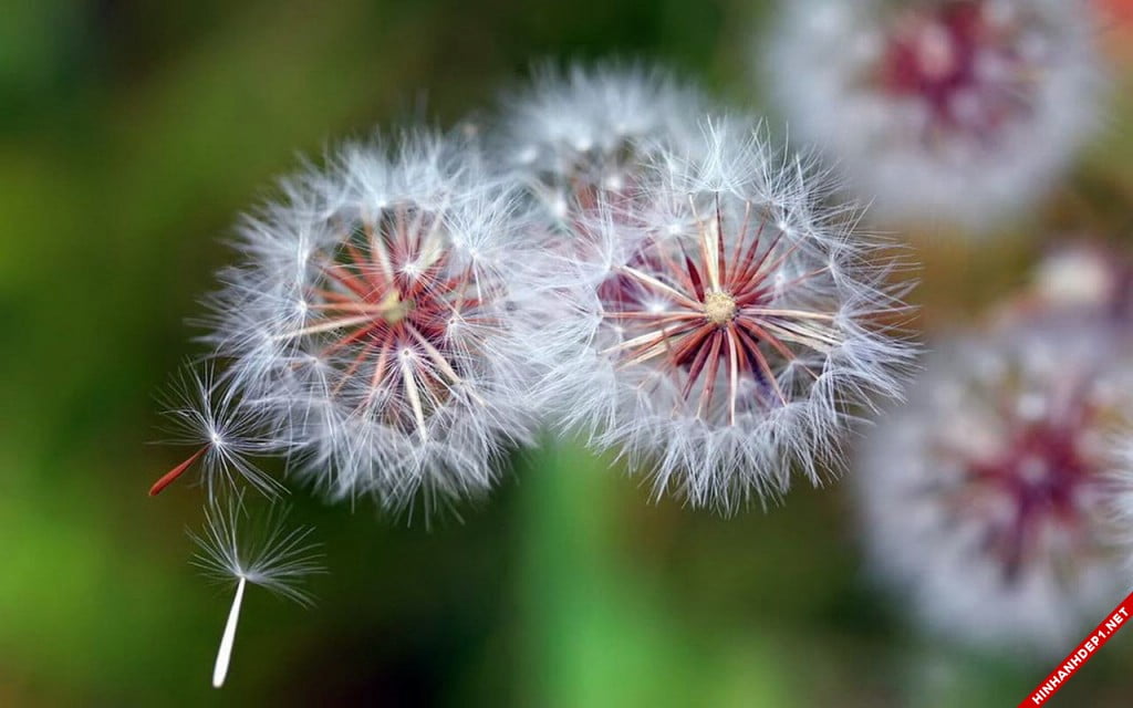 bo-hinh-nen-hoa-bo-cong-anh-dep-nhat (7)