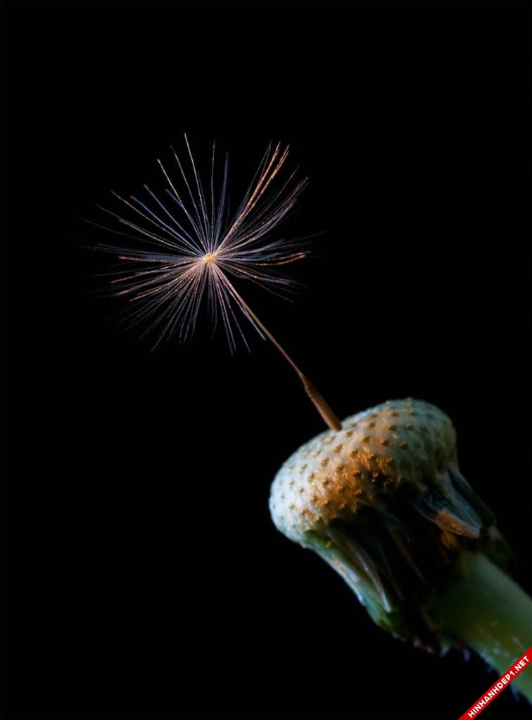 bo-hinh-nen-hoa-bo-cong-anh-dep-nhat (9)