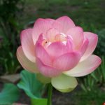 can canh hoa sen tuyet dep lam hinh nen