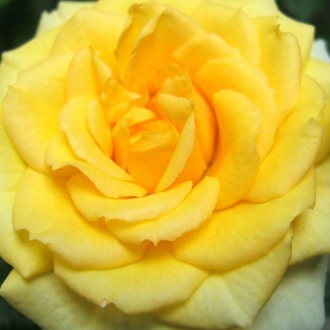 Vẻ đẹp rạng ngời chói sáng của hoa hồng vàng