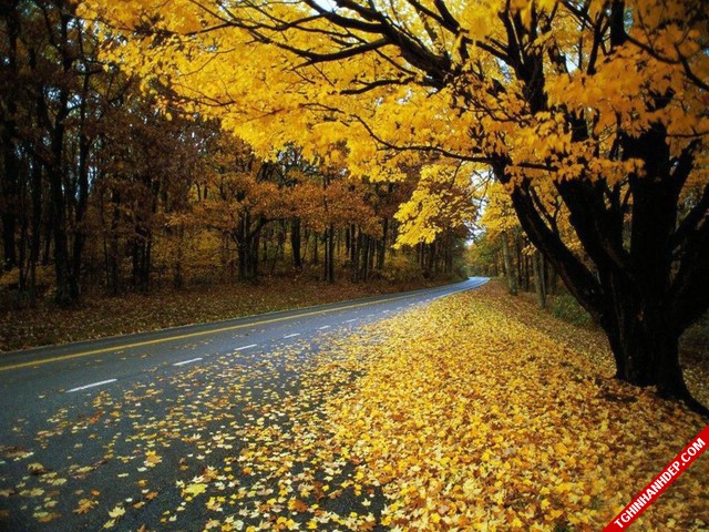 Những hình ảnh về phong cảnh mùa thu đẹp mê hồn