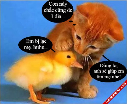 Bộ ảnh chế về động vật siêu hài hước