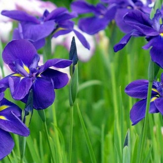 Bộ ảnh đẹp mơ màng với sắc tím của hoa diên vĩ