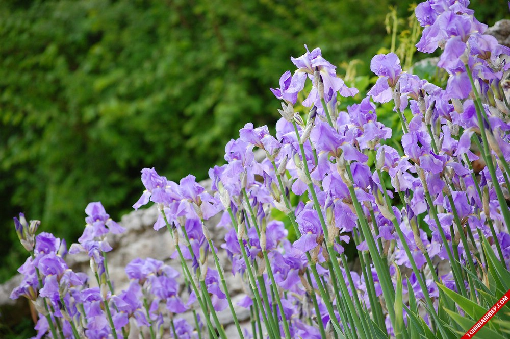 Bộ ảnh đẹp mơ màng với sắc tím của hoa diên vĩ