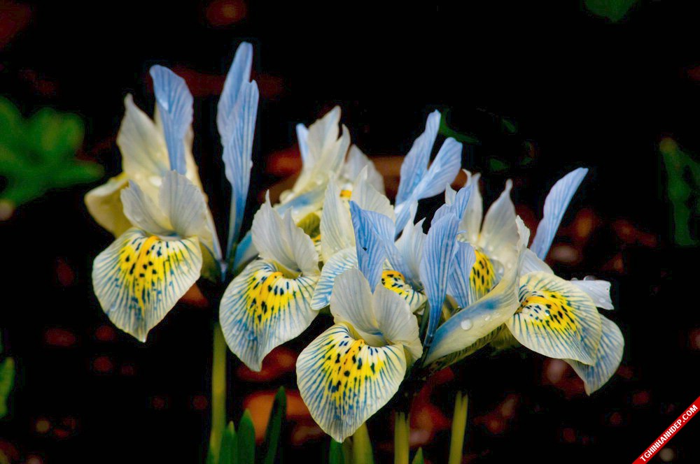 Bộ ảnh đẹp mơ màng với sắc tím của hoa diên vĩ