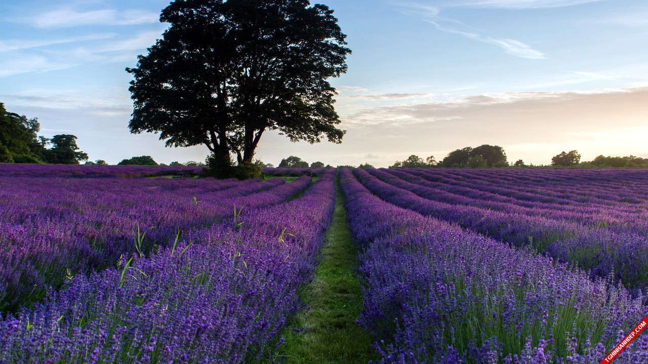 Cùng ngắm cánh đồng hoa oải hương tuyệt đẹp trên đất Pháp