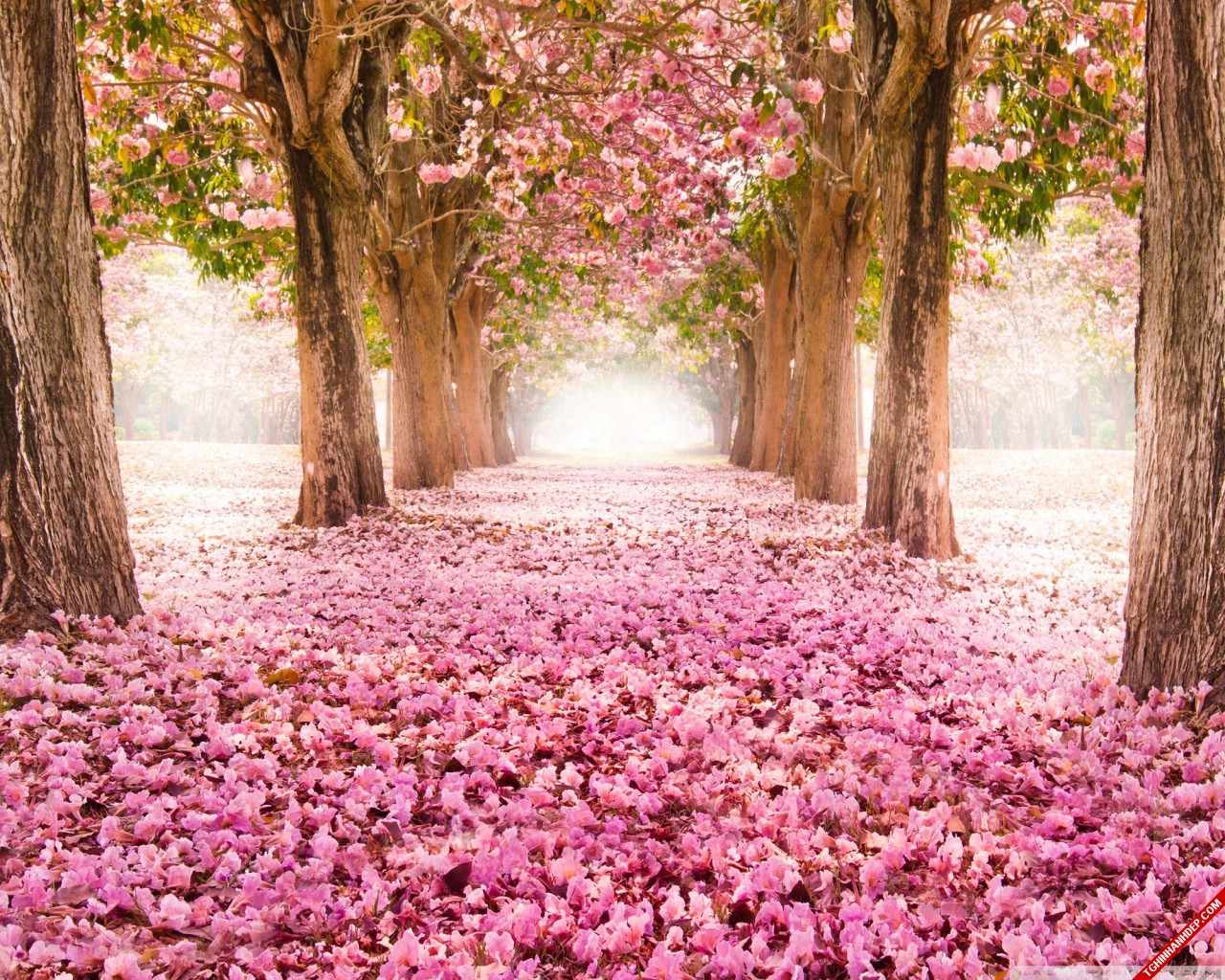 Đắm mình trong không gian lãng mạn với rừng cây màu hồng