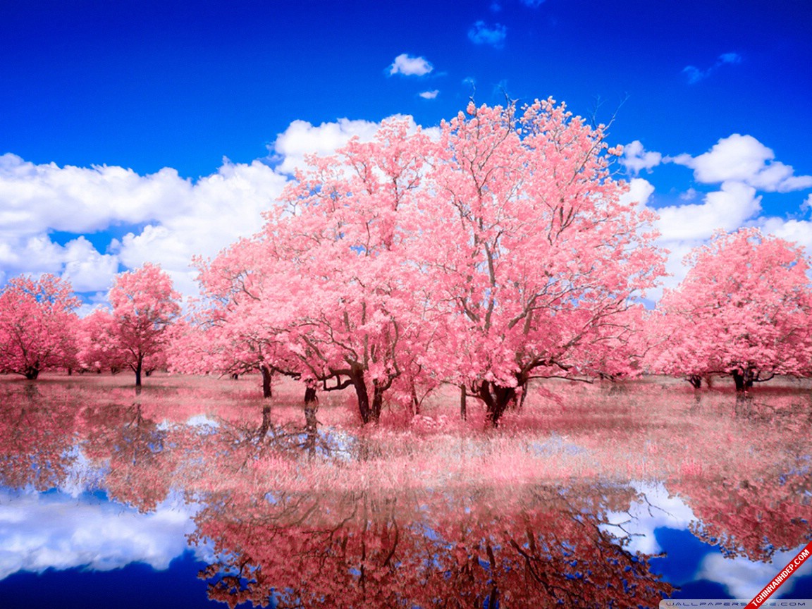 Đắm mình trong không gian lãng mạn với rừng cây màu hồng