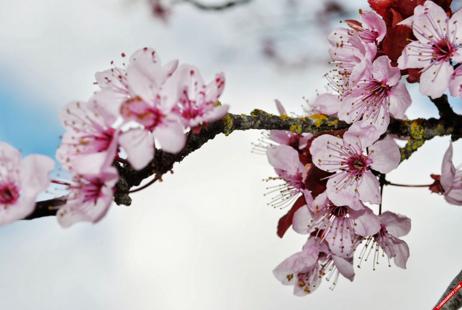 Bộ sưu tập ảnh đẹp về hoa đào khi xuân về