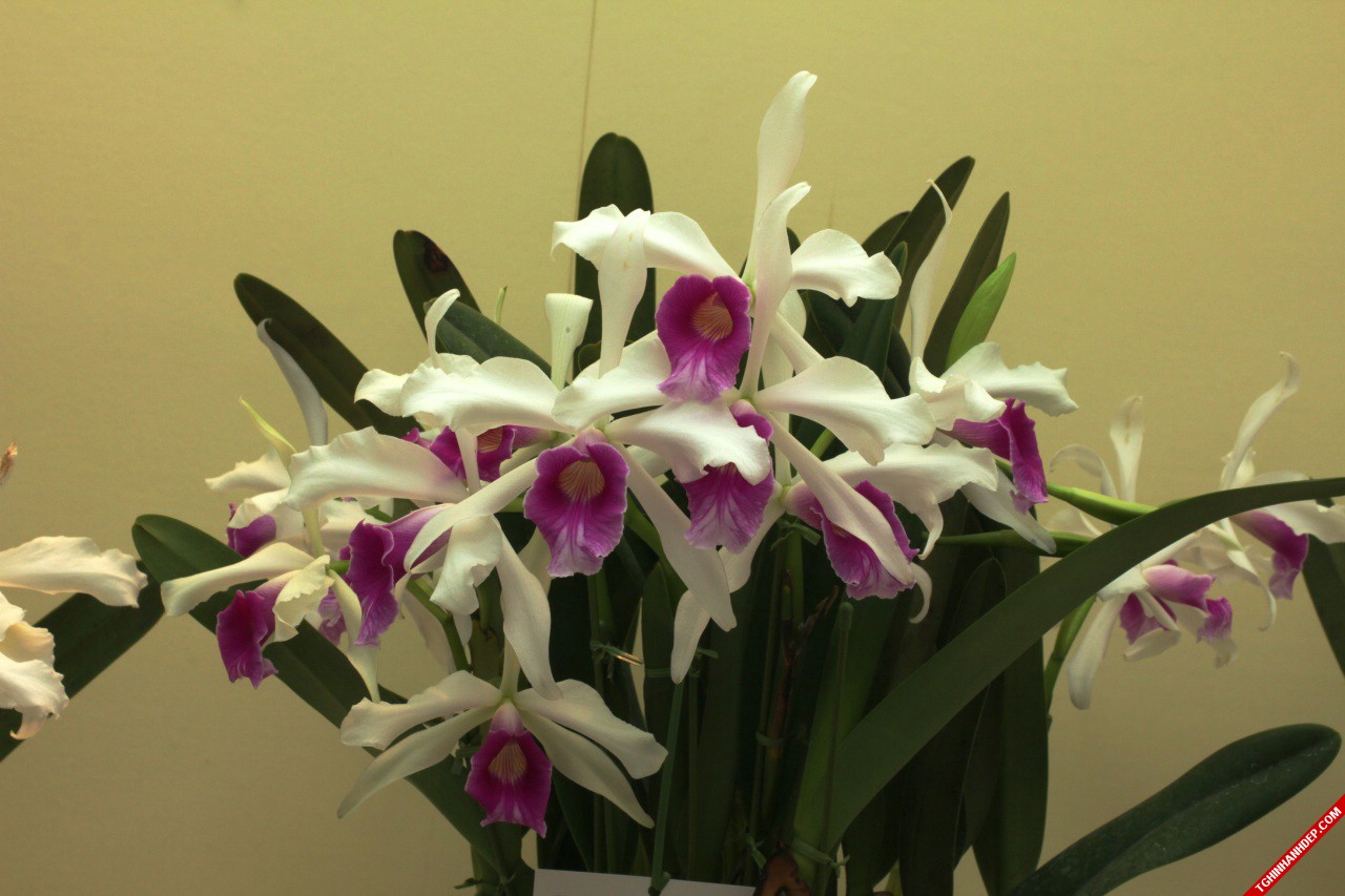 Mê mệt với hình ảnh những đóa lan rừng khoe sắc