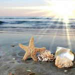 Hình ảnh vỏ sò và sao biển cực dễ thương Hình ảnh vỏ sò và sao biển cực dễ thương