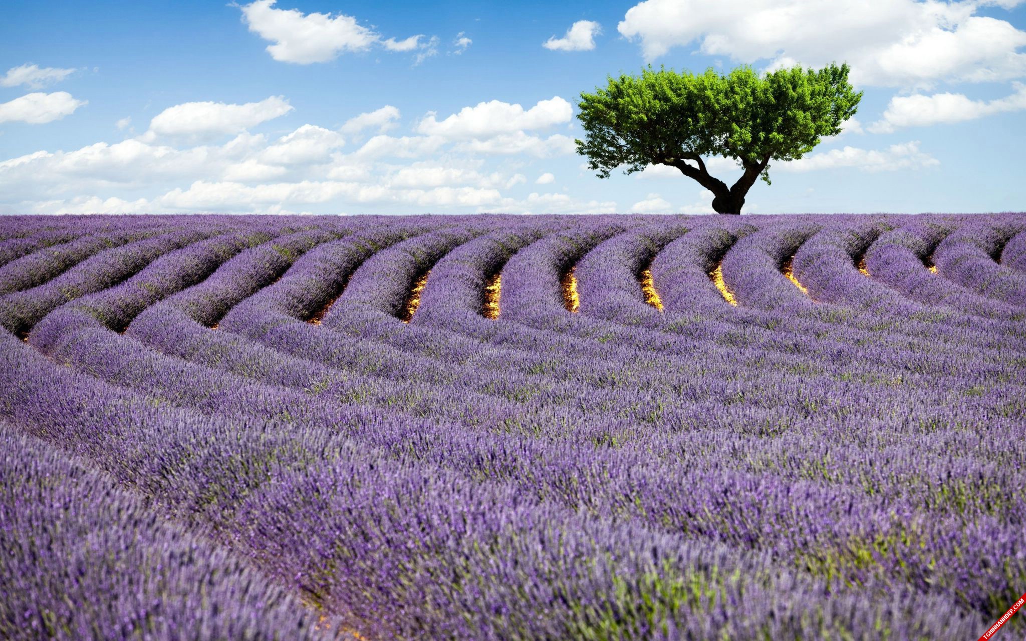 Ngắm những cánh đồng hoa oải hương sắc tím ngọt ngào