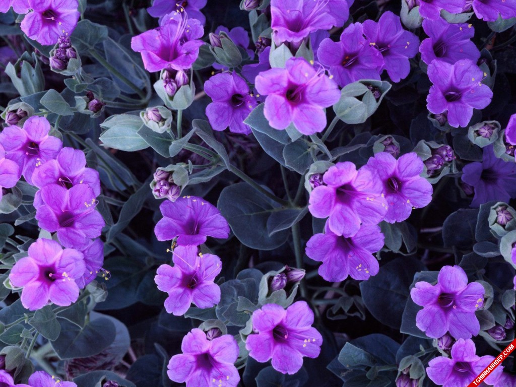 Ngắm vẻ đẹp nhẹ nhàng tinh tế của hoa violet