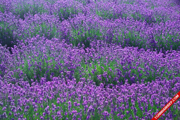Ngắm vẻ đẹp nhẹ nhàng tinh tế của hoa violet