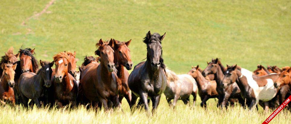 Bộ ảnh đẹp về ngựa trên thảo nguyên Mông Cổ