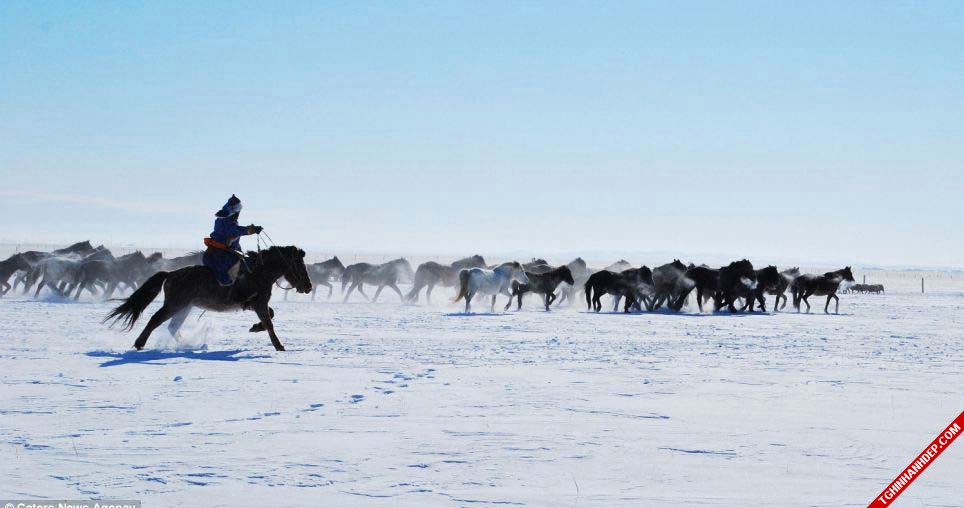 Bộ ảnh đẹp về ngựa trên thảo nguyên Mông Cổ