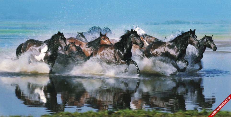 Bộ ảnh đẹp về ngựa trên thảo nguyên Mông Cổ
