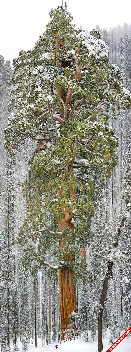 Mê mẩn với 16 loại cây đẹp và độc đáo nhất thế giới