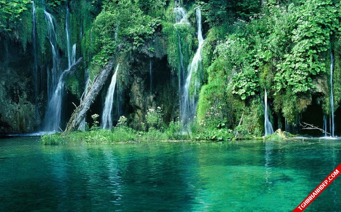 Những hình ảnh đẹp nhất về rừng già nguyên sinh trên thế giới (1)