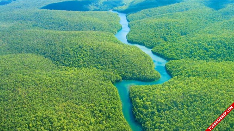 Những hình ảnh đẹp nhất về rừng già nguyên sinh trên thế giới (10)