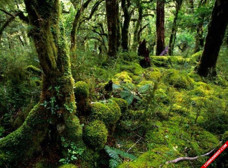 Những hình ảnh đẹp nhất về rừng già nguyên sinh trên thế giới (11)