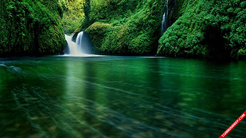 Những hình ảnh đẹp nhất về rừng già nguyên sinh trên thế giới (2)