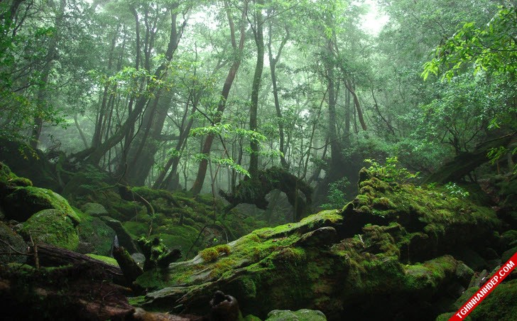Những hình ảnh đẹp nhất về rừng già nguyên sinh trên thế giới