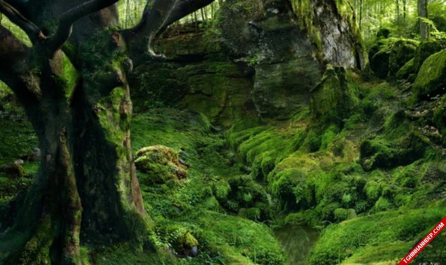 Những hình ảnh đẹp nhất về rừng già nguyên sinh trên thế giới (5)