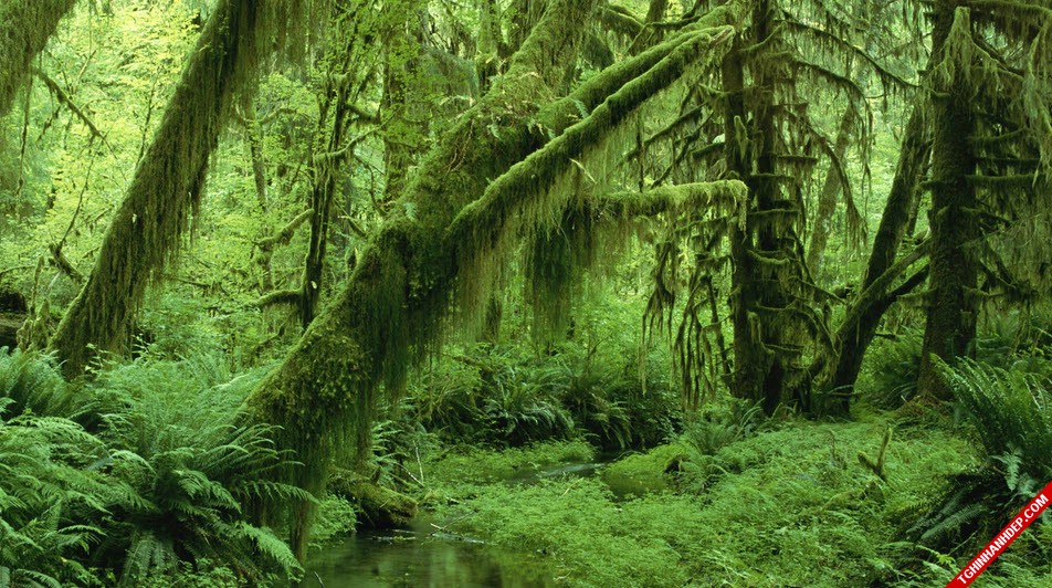 Những hình ảnh đẹp nhất về rừng già nguyên sinh trên thế giới (6)