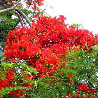 Hình ảnh đẹp về hoa phượng đỏ mỗi khi hè về