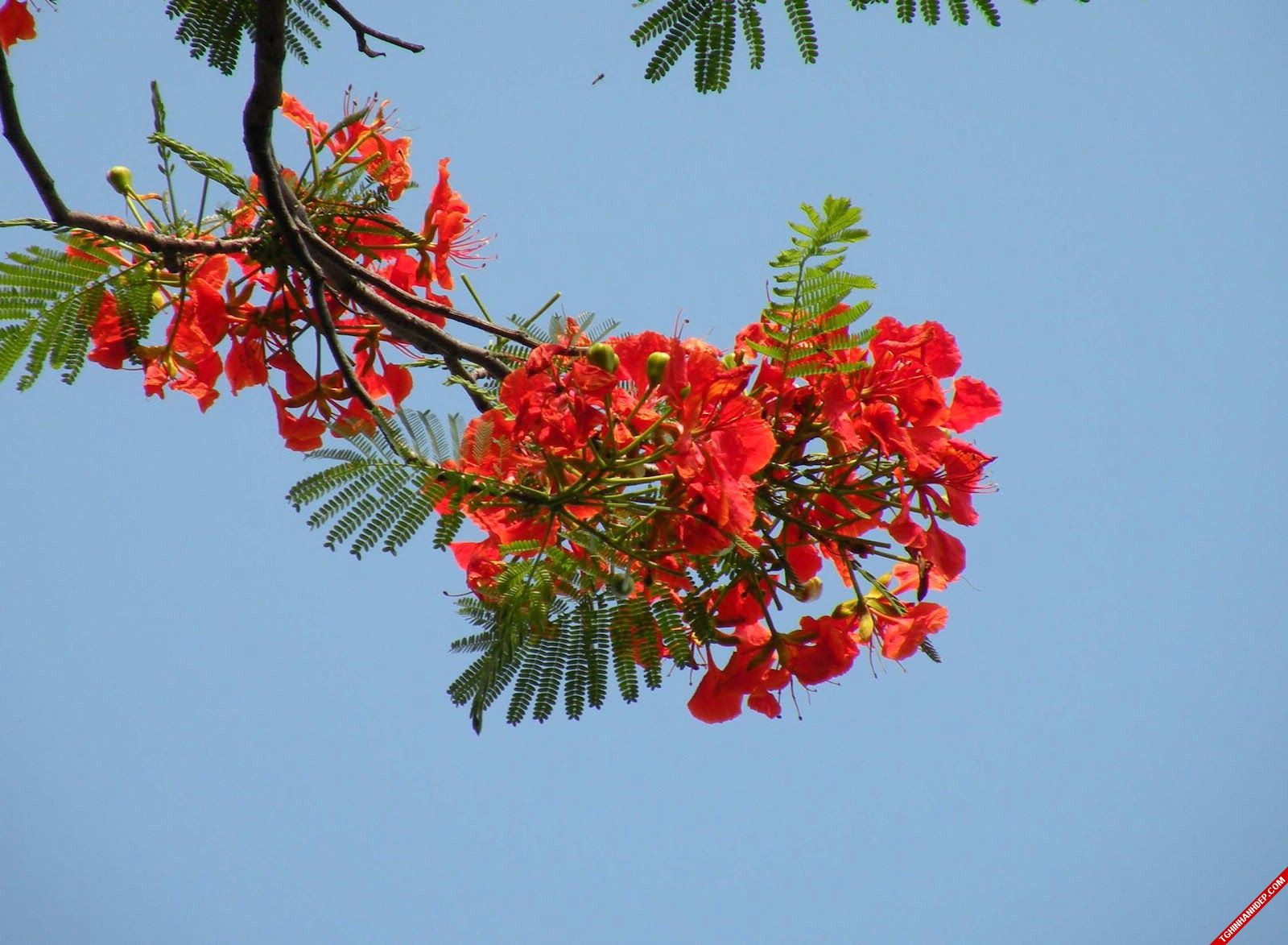 Hình ảnh đẹp về hoa phượng đỏ mỗi khi hè về