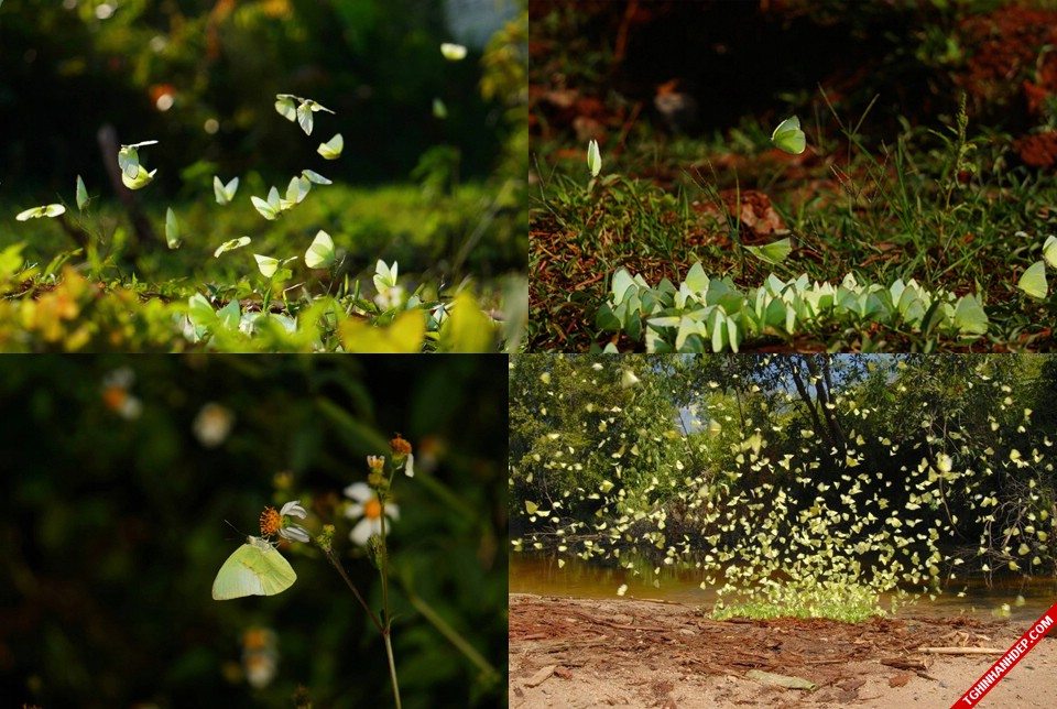 Tháng 4 Tây Nguyên: mùa bướm bay và hoa muồng vàng