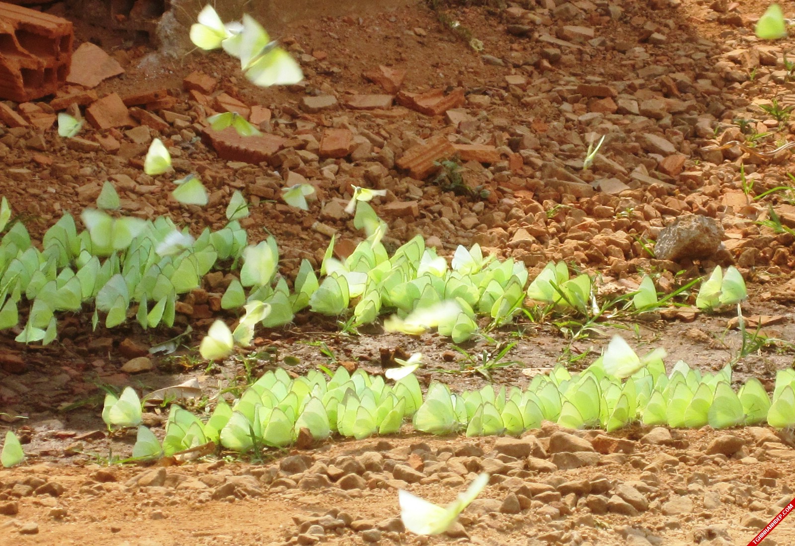 Tháng 4 Tây Nguyên: mùa bướm bay và hoa muồng vàng